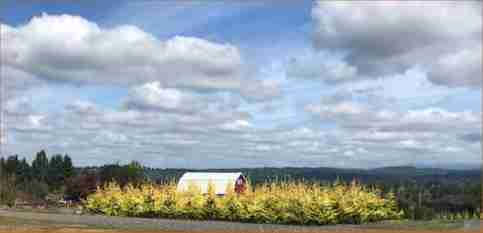 Gold Rider Cypress trees